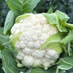 Kalafior Fleming F1 2500 nasion st